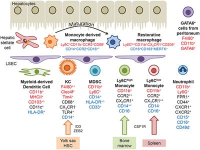 The Role of Myeloid-Derived Cells in the Progression of Liver Disease